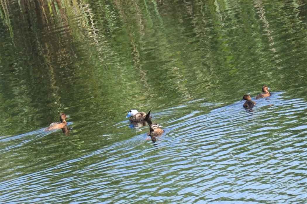 Ferruginous Duck